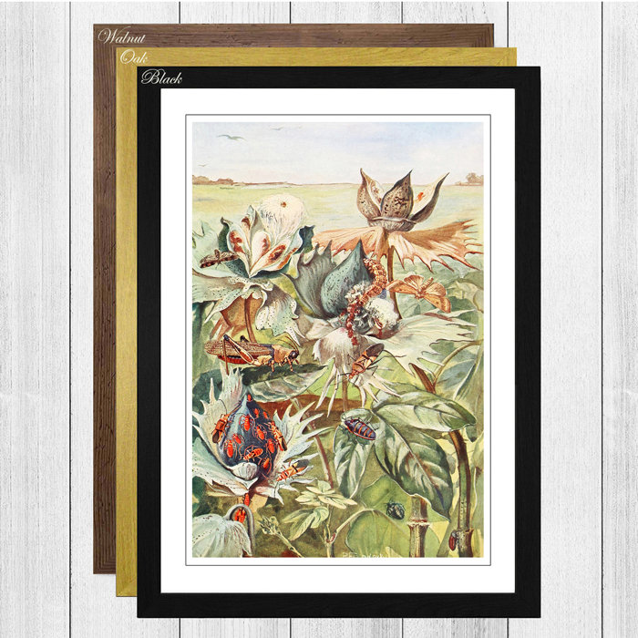 East Urban Home Gerahmtes Poster „Vintage African Cotton-Pests" von